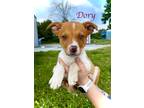 Adopt Dory a Shepherd (Unknown Type) / Mixed Breed (Medium) / Mixed dog in