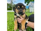 Adopt Crush a Shepherd (Unknown Type) / Mixed Breed (Medium) / Mixed dog in