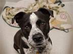 Adopt GEORGIE a Black German Shorthaired Pointer / Australian Cattle Dog / Mixed