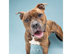 Adopt BANE a Brindle Mixed Breed (Small) / Mixed Breed (Medium) / Mixed (short