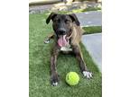 Adopt Dutch Dixon a Dutch Shepherd / Mixed dog in Rockaway, NJ (41533055)