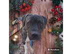 Adopt Fred a Brindle American Pit Bull Terrier / Mixed dog in Belen