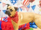 Adopt ROSCO a Tan/Yellow/Fawn Boxer / Anatolian Shepherd / Mixed dog in Diamond