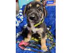 Adopt Zane (PUPPY) a Black - with Tan, Yellow or Fawn German Shepherd Dog /