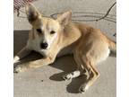 Adopt Zoe a Tan/Yellow/Fawn Terrier (Unknown Type, Small) / Mixed dog in SILOAM