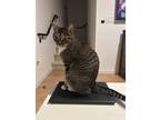 Adopt Cosmo a Brown or Chocolate (Mostly) Tabby / Mixed (short coat) cat in