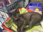 Adopt Murtagh a Domestic Shorthair cat in Cortland, NY (41537061)