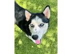 Adopt Loki a Black - with White Husky / Mixed dog in Hilton Head, SC (41537058)