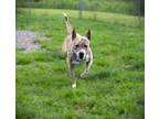 Adopt Harley a Brindle Mixed Breed (Medium) dog in Johnstown, PA (41533347)