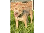 Adopt Audi a Tan/Yellow/Fawn American Staffordshire Terrier / Mixed dog in