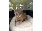 Adopt Beauford a Orange or Red Domestic Shorthair / Mixed Breed (Medium) / Mixed