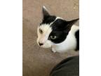 Adopt Milo a Black & White or Tuxedo American Shorthair / Mixed (short coat) cat
