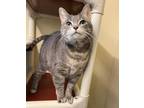 Adopt SISTER TAMMY a Gray, Blue or Silver Tabby Domestic Shorthair / Mixed cat