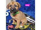 Adopt Zola (PUPPY) a Tan/Yellow/Fawn - with Black German Shepherd Dog / Mixed