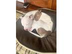 Adopt Tate a White - with Brown or Chocolate Mutt / Staffordshire Bull Terrier /