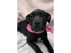 Adopt Eva’s pups a Black - with White Boxer / Labrador Retriever / Mixed dog