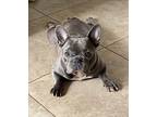 Ella French Bulldog Young Female