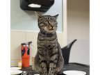 Adopt Tiger a Domestic Shorthair / Mixed cat in Kingston, NY (41536729)