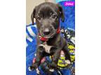 Adopt Zena (PUPPY) a Black - with White German Shepherd Dog / Mixed dog in