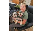 Adopt Muffin a Gray/Blue/Silver/Salt & Pepper Schnauzer (Miniature) / Poodle