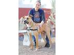 Adopt Nemo a Black Mouth Cur / Mixed dog in Albuquerque, NM (41536633)