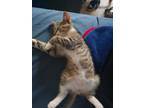 Adopt Ybben a Gray, Blue or Silver Tabby Tabby / Mixed (medium coat) cat in