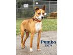 Adopt Pumba a Fox Terrier (Smooth) / Mixed dog in Oak Ridge, TN (41536684)