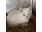 Adopt Two Step a Siamese / Mixed cat in Cleveland, TN (41536465)