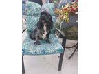 Adopt Bitsy-In a Foster Home a Merle Cocker Spaniel / Mixed dog in Kannapolis