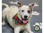 Adopt 24-05-1602 Zeke a Labrador Retriever / Mixed dog in Dallas, GA (41536517)