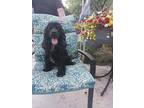 Adopt Ladybug-Best as Only Dog a Merle Cocker Spaniel / Mixed dog in Kannapolis