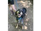 Adopt Belle a Black - with Gray or Silver Bluetick Coonhound / Mixed dog in