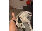 Adopt Nina a White - with Black American Pit Bull Terrier / Australian Cattle