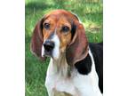 Adopt Davis a Tricolor (Tan/Brown & Black & White) Treeing Walker Coonhound /