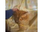 Adopt Carlyle a Orange or Red Tabby (long coat) cat in Cardwell, MT (41536402)