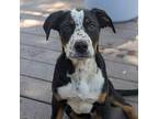 Adopt Bandit a Tricolor (Tan/Brown & Black & White) Australian Shepherd / Mixed