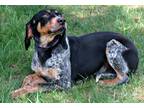 Adopt Shafer a Black - with Gray or Silver Bluetick Coonhound / Mixed dog in