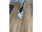 Adopt Zoey a White (Mostly) Domestic Mediumhair cat in Massillon, OH (41536395)