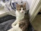 Adopt Maddox a Tan or Fawn (Mostly) Domestic Mediumhair / Mixed (medium coat)