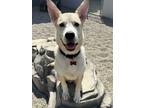 Adopt Sol a Tan/Yellow/Fawn Husky / Mixed Breed (Medium) / Mixed dog in St.