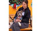 Adopt Aria a Merle American Pit Bull Terrier / Mixed Breed (Medium) / Mixed