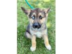 Adopt Trinity a Black German Shepherd Dog / Husky / Mixed (short coat) dog in