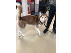 Adopt 55050032 a Brindle Alaskan Klee Kai / Mixed Breed (Medium) / Mixed (short