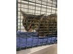 Adopt Jasmine a Brown Tabby Domestic Shorthair / Mixed Breed (Medium) / Mixed