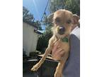 Adopt Kiss a Tan/Yellow/Fawn Terrier (Unknown Type, Small) / Mixed dog in