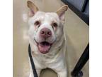 Adopt Captain a Chow Chow / Mixed dog in Des Moines, IA (41536035)