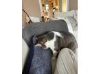 Adopt Tyson a Gray or Blue (Mostly) American Shorthair / Mixed (medium coat) cat