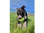 Adopt Milly a Black - with White Boxer / Mixed dog in AUGUSTA, WV (41535909)