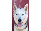 Adopt Bandit a Black - with Gray or Silver Husky / Mixed dog in AUGUSTA