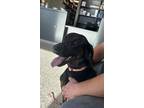 Adopt Chewbacca (Chewy) a Black Doberman Pinscher / Mixed dog in Cheney